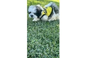 $750 : Shih tzu thumbnail