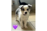 Pure Border Collie Puppie💗 en Los Angeles