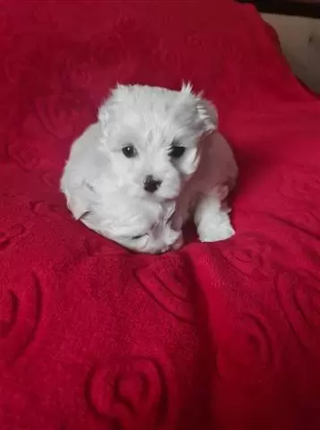 $450 : FOREVER LOVING MALTESE PUPPIES image 1