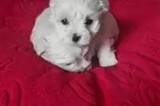 FOREVER LOVING MALTESE PUPPIES en Santa Fe