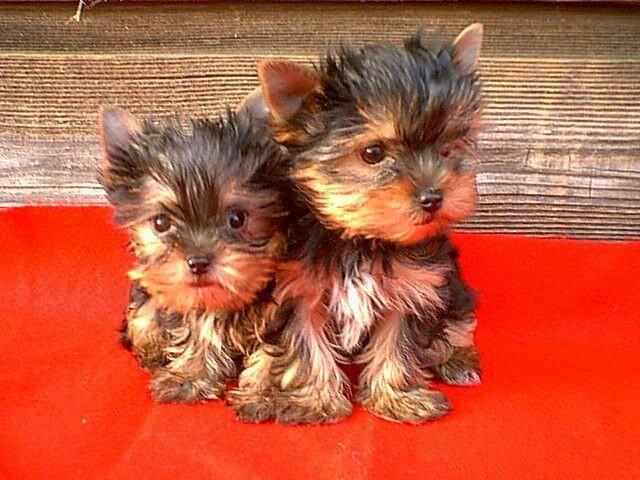 $500 : Lindos cachorros de Yorkie image 2