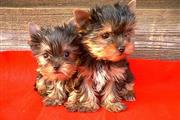 $500 : Lindos cachorros de Yorkie thumbnail