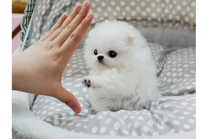 $250 : Teacup puppy's image 5