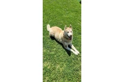 $1 : Free Husky thumbnail