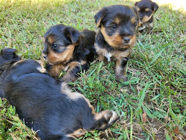 $450 : healthy yorkie puppies image 1
