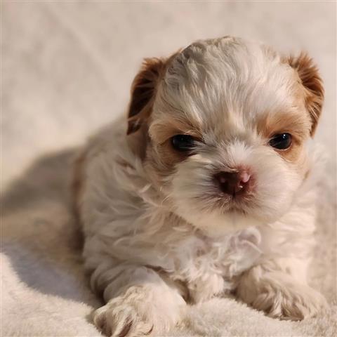 $350 : Shihtzu image 3