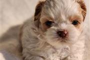 $350 : Shihtzu thumbnail