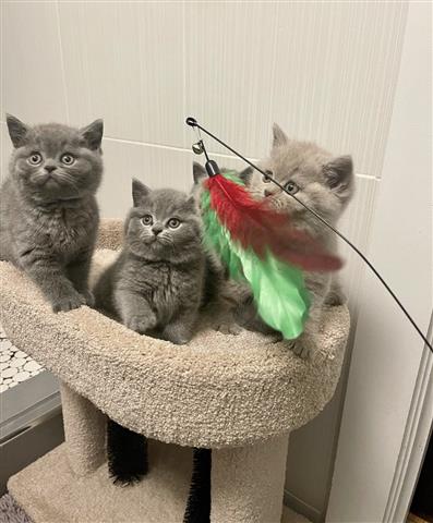 $500 : British Shorthair Kittens. image 2