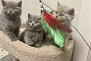 $500 : British Shorthair Kittens. thumbnail