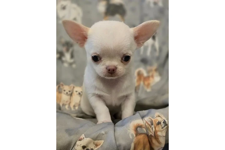 $350 : Cachorros Chihuahua image 1