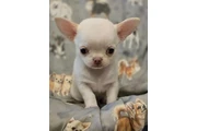 Cachorros Chihuahua en Birmingham