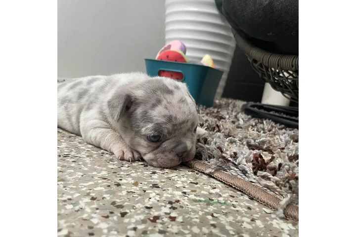$350 : Bulldog Frances image 2