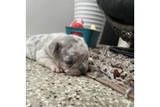 $350 : Bulldog Frances thumbnail