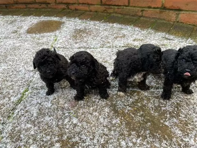 $450 : Tiny Toy Poodle Pups image 1