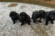 Tiny Toy Poodle Pups en North Dakota