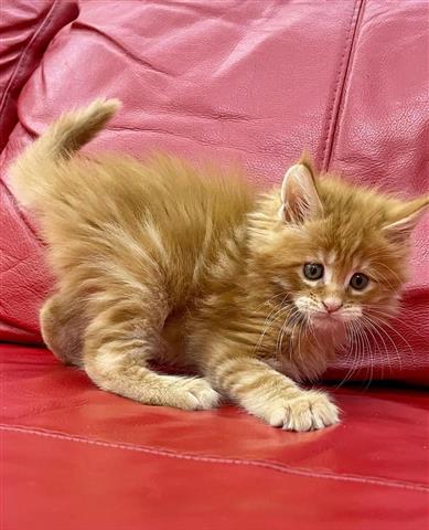 $600 : Gatitos Maine Coon  Hermosos g image 2