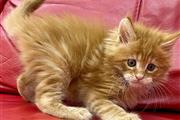 $600 : Gatitos Maine Coon  Hermosos g thumbnail