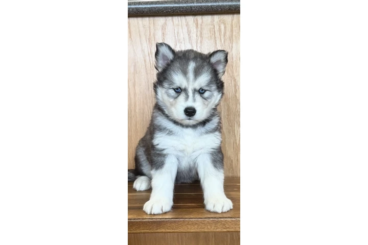 $400 : Siberian Husky Puppies image 1