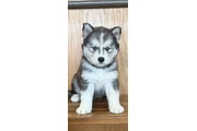 Siberian Husky Puppies en Los Angeles