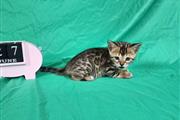 $220 : Bengal Kittens 2 boys & 2 girl thumbnail