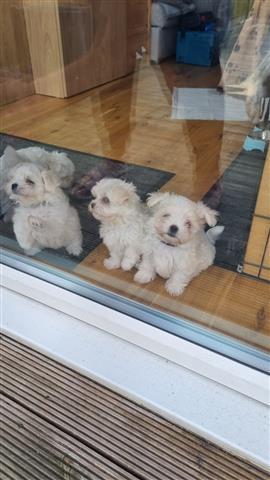 $350 : Cachorro Maltipoo en venta image 9