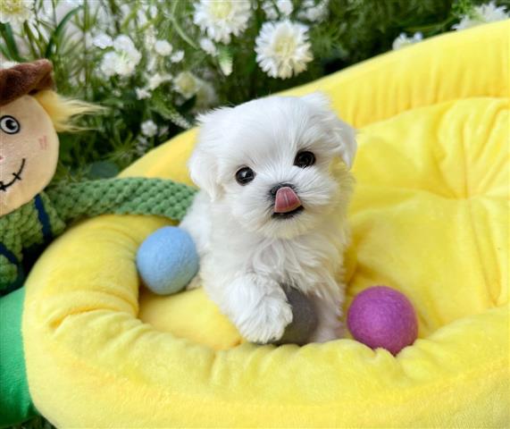 $300 : TEACUP MALTESE READY image 1