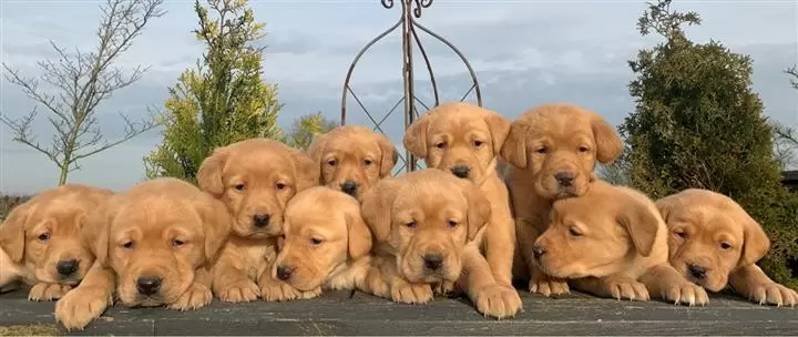$500 : KC Registered Golden Retriever image 1