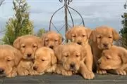KC Registered Golden Retriever