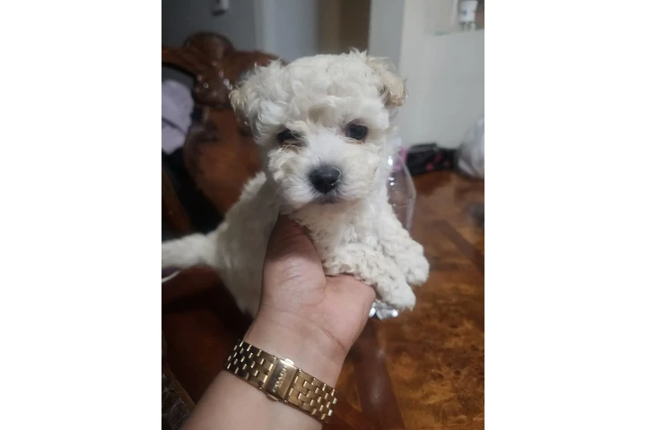 $500 : Maltipoo image 2