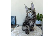 Maine Coon Kitten Ready en Denver