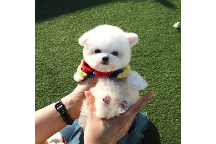$350 : Cachorro Bichon Frise image 2