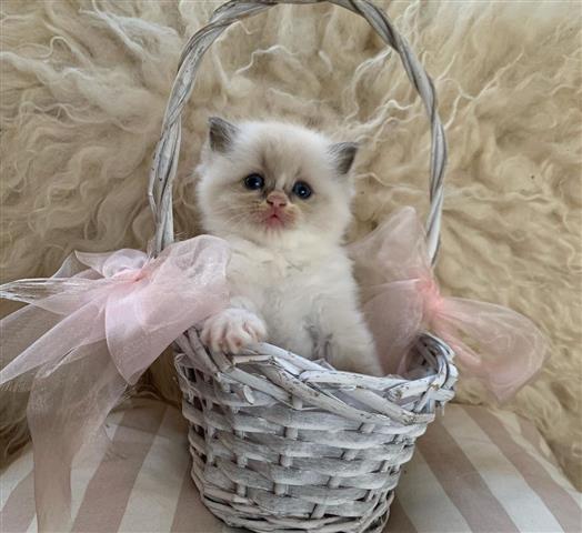 $260 : Pedigree Ragdoll Kittens image 1