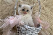 Pedigree Ragdoll Kittens en Jersey City