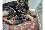 German Shepherd cute and inqui en Orlando