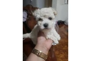 $550 : Maltipoo Maltese thumbnail