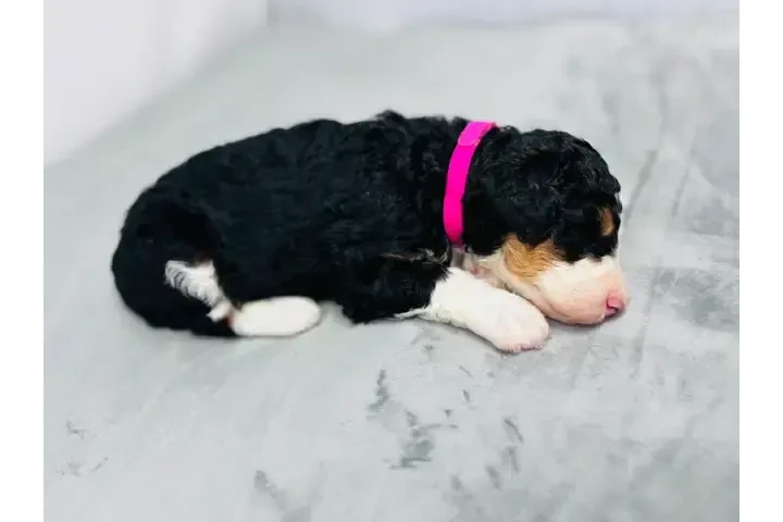 $2200 : F1B Mini Aussiedoodles puppy image 6