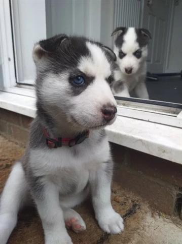 $400 : Cachorros de husky siberiano image 1