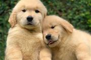 $500 : Cachorros Golden Retriever thumbnail