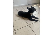 $600 : French Bulldog thumbnail