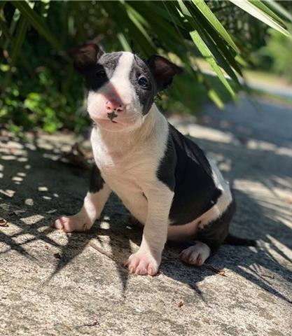 $700 : Bull terrier puppy for sale image 1