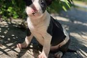 Bull terrier puppy for sale