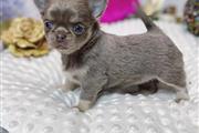 $350 : CHIHUAHUA EN VENTA thumbnail