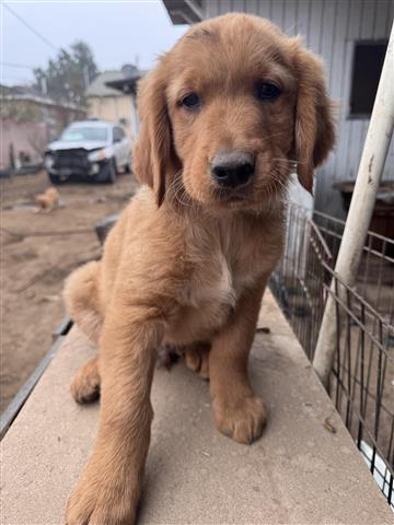 $1000 : Golden retriever Cachorros image 2