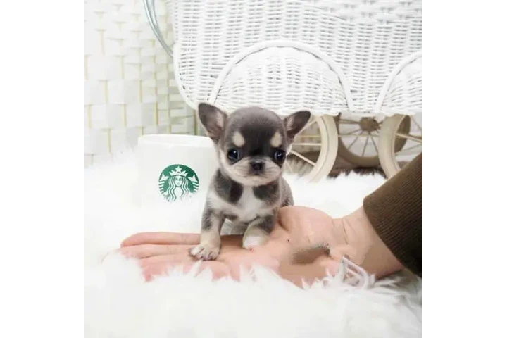 $350 : Micro chihuahua image 5