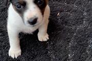 Buy Jack Russell Terriers pups en Springdale