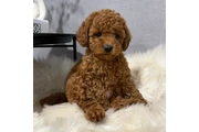 poodle puppy ready en Merced