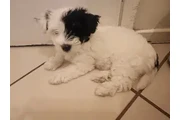 Tengo cachurras maltés 2 meses en Los Angeles