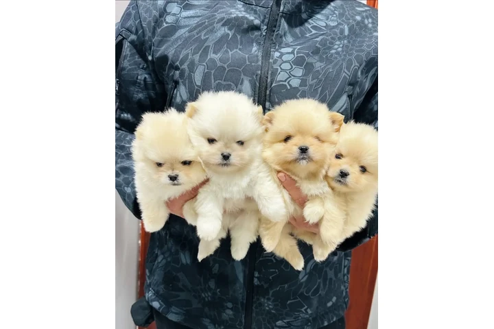 $350 : Pomerania taza de té image 2