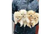 $350 : Pomerania taza de té thumbnail
