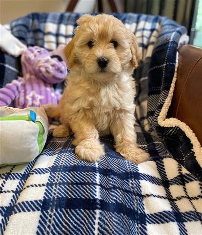 $240 : Goldendoodles Puppies For Sale image 3